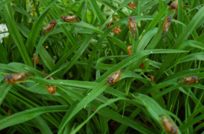 cicadas