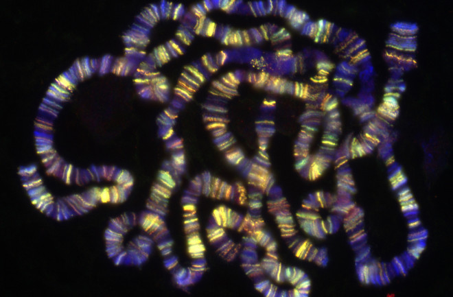 drosophila-chromosome.jpg