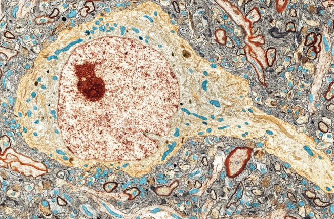 Hippocampus Neuron - Science Source