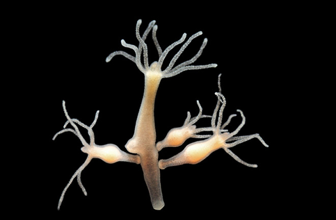 hydra