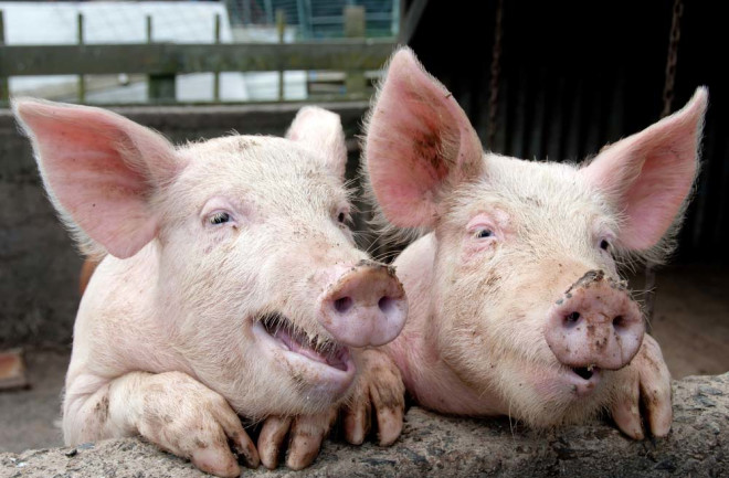 PigHead.jpg