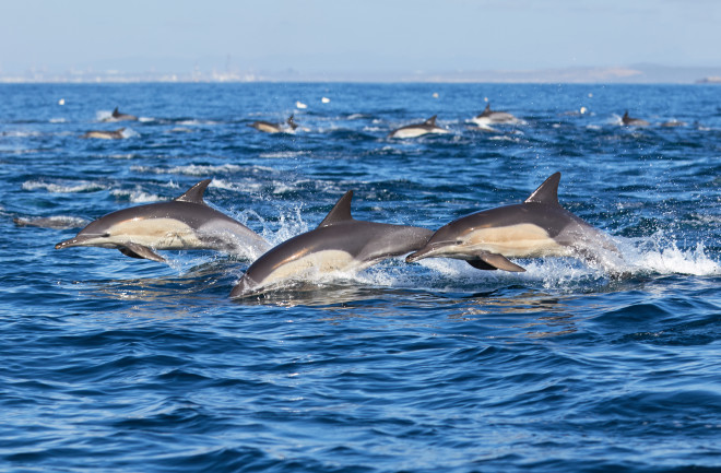 Pod of common dolphins in Algoa Bay, Port Elizabeth