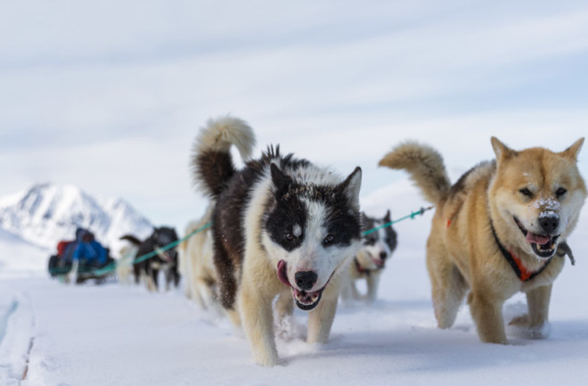 sled dog arctic
