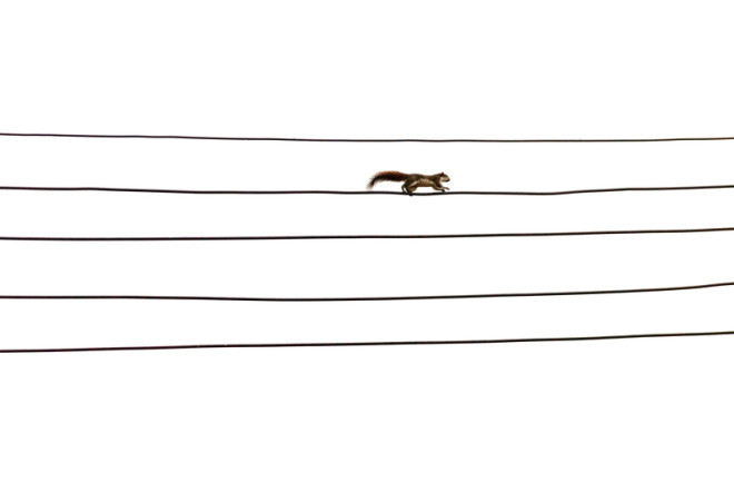 squirrel on a power line